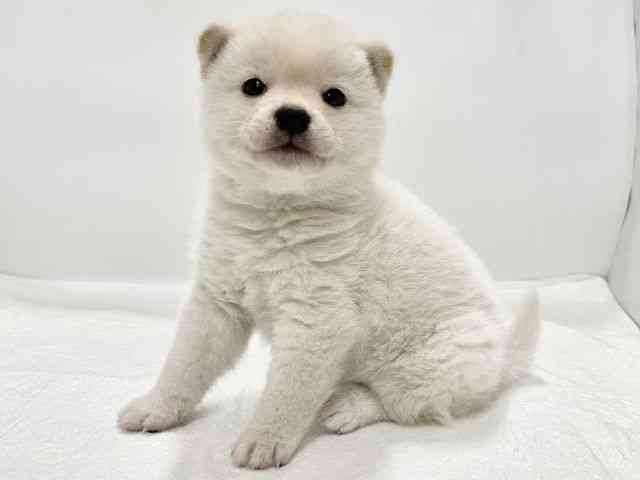 高知県の柴犬(標準サイズ) (ひごペットフレンドリーイオンモール高知店/2025年10月18日生まれ/男の子/白)の子犬の2枚目の画像