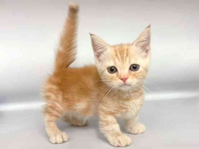 大阪府のマンチカン (ひごペットフレンドリー岸和田店/2025年10月18日生まれ/男の子/クリームタビー)の子猫の2枚目の画像