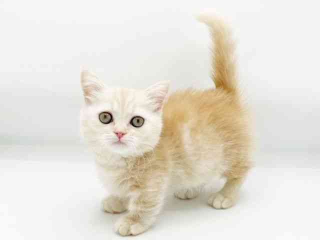 兵庫県のマンチカン (ひごペットフレンドリーコロワ甲子園店/2025年10月17日生まれ/女の子/クリームタビー)の子猫の2枚目の画像