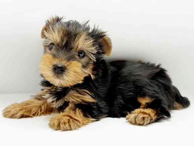 兵庫県のヨークシャーテリア (ひごペットフレンドリーコロワ甲子園店/2025年10月17日生まれ/男の子/スチールブルータン)の子犬の2枚目の画像