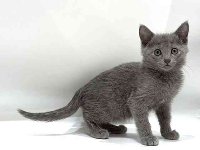 愛知県のロシアンブルー (ひごペットフレンドリーヴィアモール アピタ江南西店/2025年10月10日生まれ/女の子/ブルー)の子猫の2枚目の画像