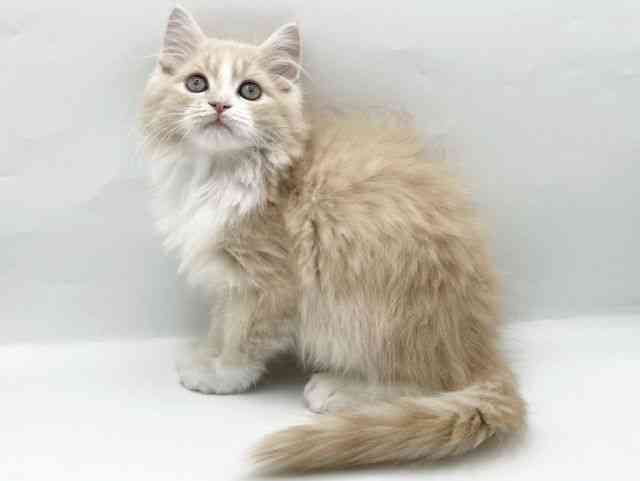 奈良県のスコティッシュフォールド (ひごペットフレンドリートナリエ大和高田店/2025年10月18日生まれ/男の子/クリームタビーホワイト)の子猫の2枚目の画像