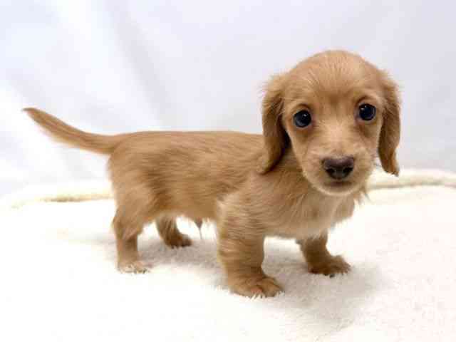 広島県のミニチュアダックスフンド(ロング) (ひごペットフレンドリーゆめタウン廿日市店/2025年10月18日生まれ/男の子/ゴールド)の子犬の2枚目の画像