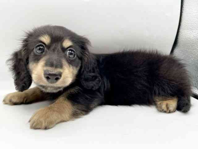 奈良県のミニチュアダックスフンド(ロング) (ひごペットフレンドリートナリエ大和高田店/2025年10月18日生まれ/男の子/ブラックイエロー)の子犬の2枚目の画像