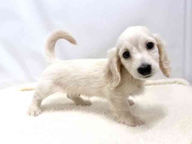 広島県のミニチュアダックスフンド(ロング) (ひごペットフレンドリーゆめタウン廿日市店/2025年10月16日生まれ/男の子/イエロー)の子犬の2枚目の画像