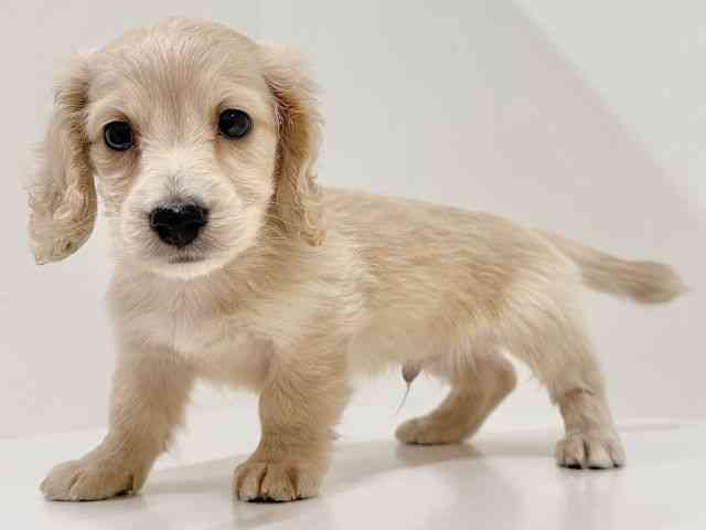 奈良県のミニチュアダックスフンド(ロング) (ひごペットフレンドリーイオンモール橿原ウエスト・ビレッジ店/2025年10月16日生まれ/男の子/イエロー)の子犬の2枚目の画像