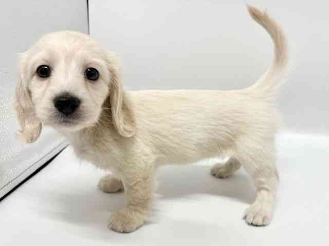 大阪府のミニチュアダックスフンド(ロング) (ひごペットフレンドリーイオンタウン豊中庄内店/2025年10月16日生まれ/女の子/イエロー)の子犬の2枚目の画像