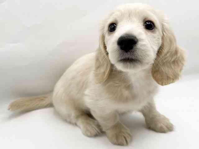 奈良県のミニチュアダックスフンド(ロング) (ひごペットフレンドリートナリエ大和高田店/2025年10月18日生まれ/女の子/イエロー)の子犬の2枚目の画像