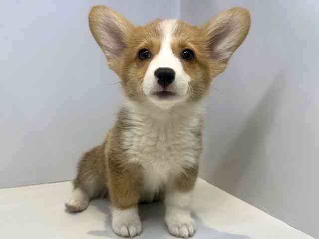 大阪府のウェルシュコーギーペンブローク (ひごペットフレンドリーセブンパーク天美店/2025年10月13日生まれ/男の子/レッドホワイト)の子犬の2枚目の画像