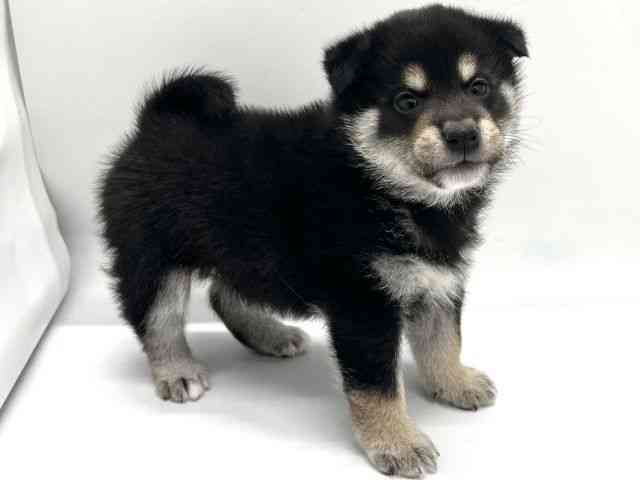 京都府の柴犬(標準サイズ) (ひごペットフレンドリー京都店/2025年10月18日生まれ/男の子/黒)の子犬の2枚目の画像