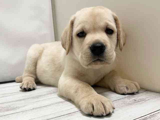 和歌山県のラブラドールレトリーバー (ひごペットフレンドリーパームシティ和歌山店/2025年10月17日生まれ/男の子/イエロー)の子犬の2枚目の画像