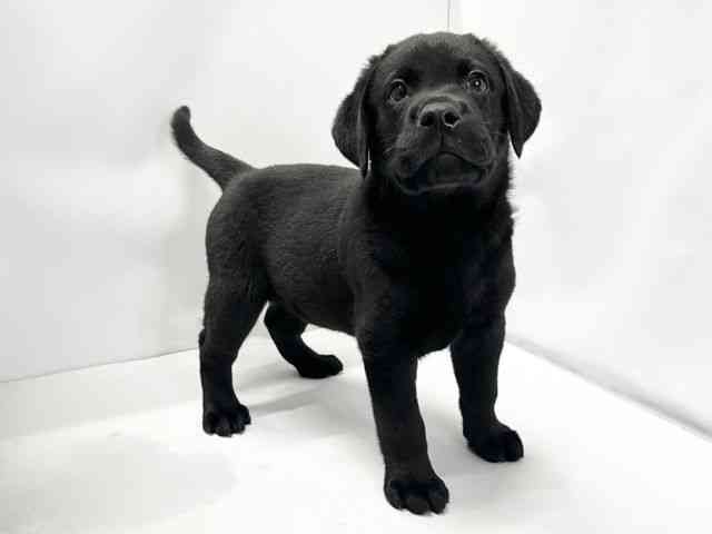 愛媛県のラブラドールレトリーバー (ひごペットフレンドリーイオンモール今治新都市店/2025年10月15日生まれ/男の子/ブラック)の子犬の2枚目の画像