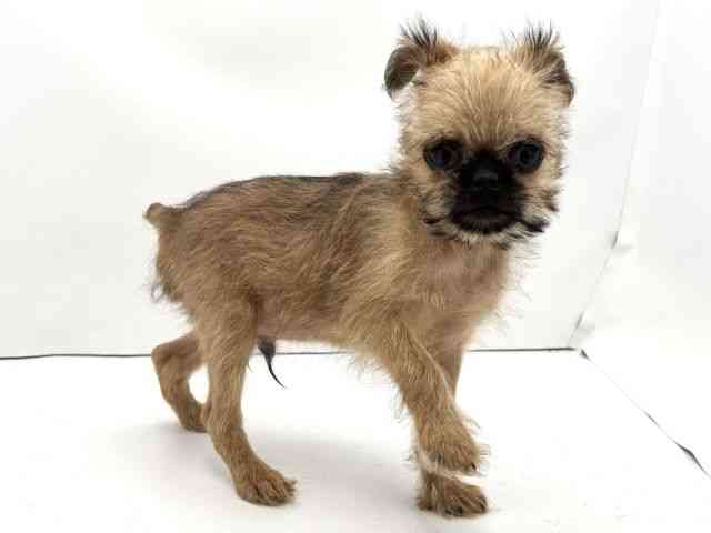 兵庫県のブリュッセルグリフォン (ひごペットフレンドリークラウンパーク伊丹店/2025年10月18日生まれ/男の子/レッド)の子犬の2枚目の画像