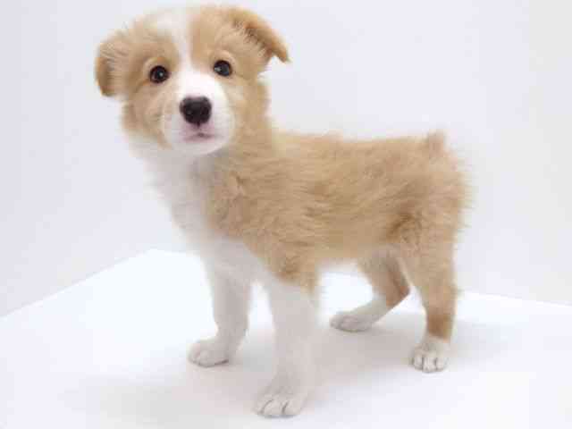 大阪府のボーダーコリー (ひごペットフレンドリーいこらもーる泉佐野店/2025年10月17日生まれ/男の子/レッドホワイト)の子犬の2枚目の画像