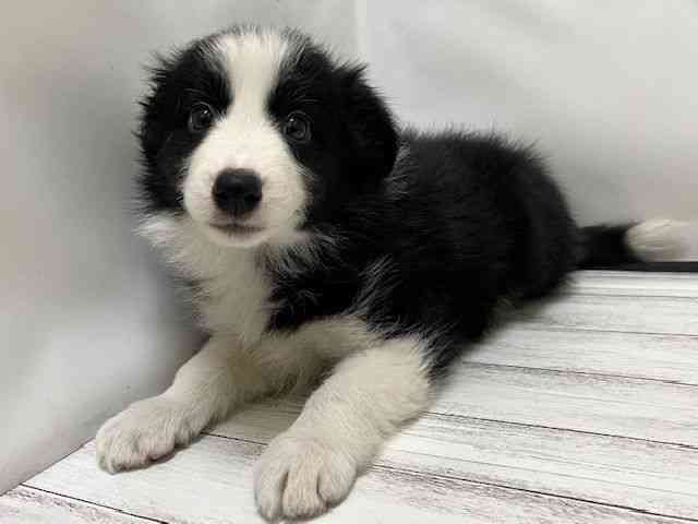 和歌山県のボーダーコリー (ひごペットフレンドリーパームシティ和歌山店/2025年10月17日生まれ/男の子/ブラックホワイト)の子犬の2枚目の画像