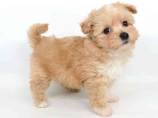 大阪府のマルプー(マルチーズ×プードル) (ひごペットフレンドリー瓜破店/2025年10月17日生まれ/女の子/アプリコット)の子犬の2枚目の画像