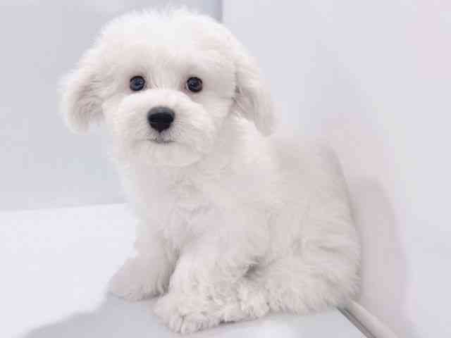 大阪府のビションフリーゼ (ひごペットフレンドリーイズミヤショッピングセンター千里丘店/2025年10月17日生まれ/男の子/ホワイト)の子犬の2枚目の画像