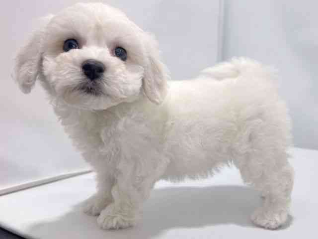 大阪府のビションフリーゼ (ひごペットフレンドリーイズミヤショッピングセンター千里丘店/2025年10月17日生まれ/男の子/ホワイト)の子犬の2枚目の画像