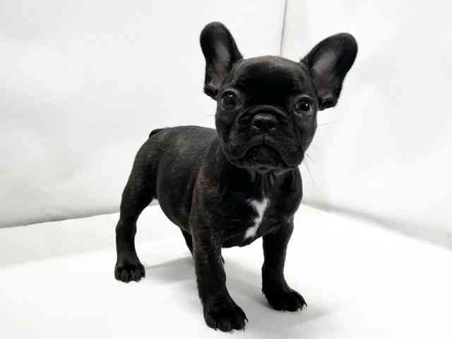 愛媛県のフレンチブルドッグ (ひごペットフレンドリーイオンモール今治新都市店/2025年10月15日生まれ/女の子/ブリンドル)の子犬の2枚目の画像