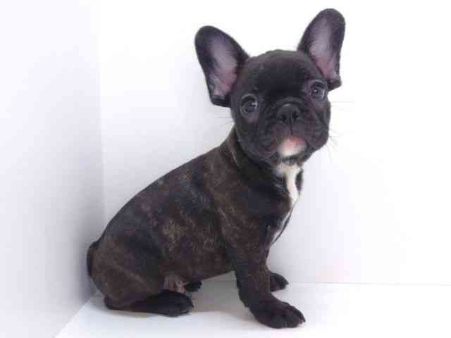 大阪府のフレンチブルドッグ (ひごペットフレンドリーいこらもーる泉佐野店/2025年10月15日生まれ/男の子/ブリンドル)の子犬の2枚目の画像