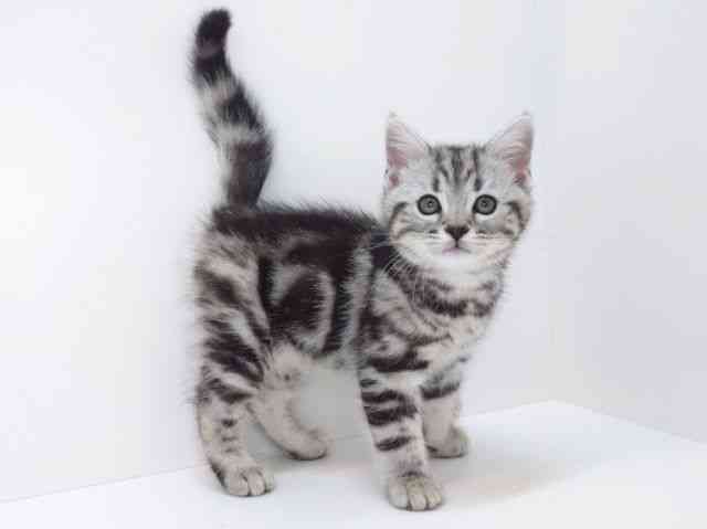 大阪府のアメリカンショートヘアー (ひごペットフレンドリーいこらもーる泉佐野店/2025年10月14日生まれ/男の子/シルバータビー)の子猫の2枚目の画像