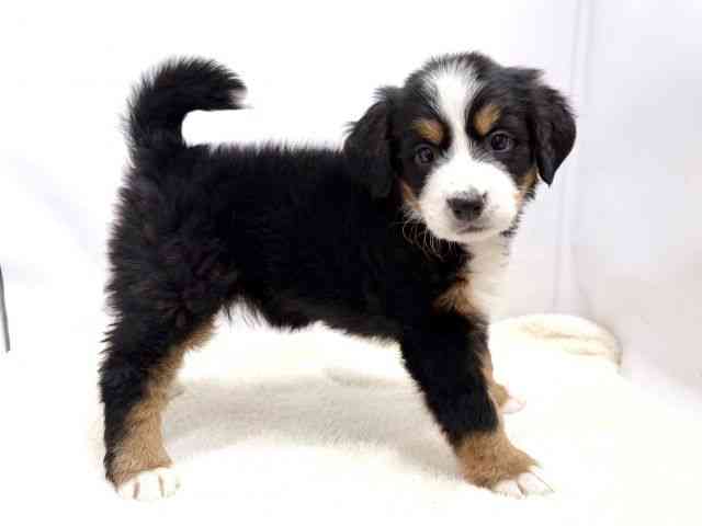 広島県のバーニーズマウンテンドッグ (ひごペットフレンドリーゆめタウン廿日市店/2025年10月17日生まれ/女の子/ブラックラストホワイト)の子犬の2枚目の画像