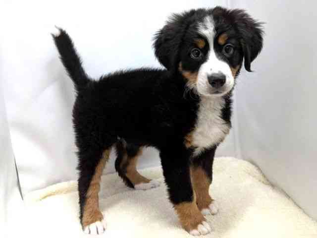 広島県のバーニーズマウンテンドッグ (ひごペットフレンドリーゆめタウン廿日市店/2025年10月17日生まれ/女の子/ブラックラストホワイト)の子犬の2枚目の画像