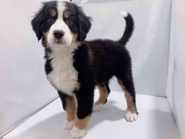 大阪府のバーニーズマウンテンドッグ (ひごペットフレンドリーららぽーとEXPOCITY店/2025年10月17日生まれ/男の子/ブラックラストホワイト)の子犬の2枚目の画像