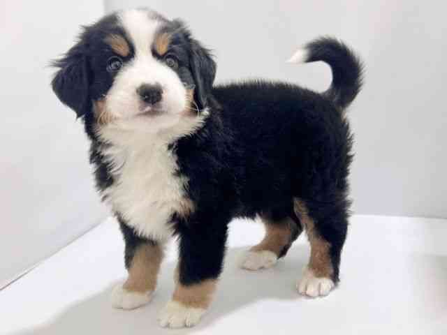 大阪府のバーニーズマウンテンドッグ (ひごペットフレンドリーイズミヤショッピングセンター千里丘店/2025年10月17日生まれ/男の子/ブラックラストホワイト)の子犬の2枚目の画像