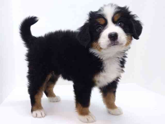 大阪府のバーニーズマウンテンドッグ (ひごペットフレンドリーいこらもーる泉佐野店/2025年10月17日生まれ/女の子/ブラックラストホワイト)の子犬の2枚目の画像