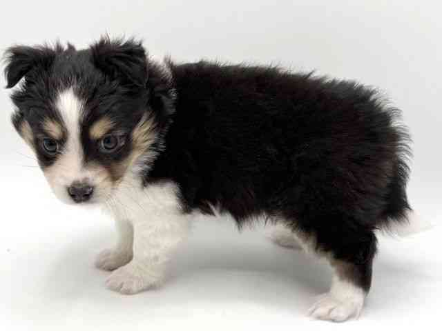 大阪府のハーフ犬・ミックス犬 (ひごペットフレンドリーみのおキューズモール店/2025年10月18日生まれ/女の子/トライカラー)の子犬の2枚目の画像