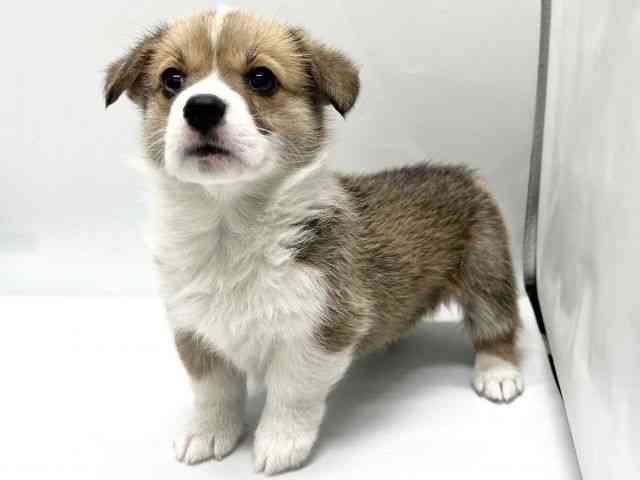 京都府のウェルシュコーギーペンブローク (ひごペットフレンドリー京都店/2025年10月18日生まれ/女の子/セーブルホワイト)の子犬の2枚目の画像