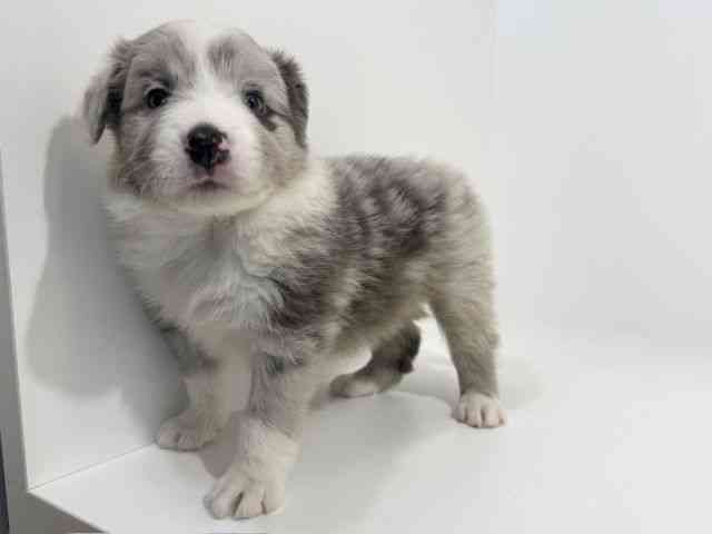 兵庫県のボーダーコリー (ひごペットフレンドリーイトーヨーカドー明石店/2025年10月18日生まれ/男の子/ブルーマール)の子犬の2枚目の画像