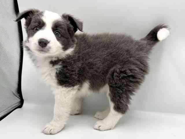 大阪府のボーダーコリー (ひごペットフレンドリーららぽーとEXPOCITY店/2025年10月18日生まれ/女の子/ブルーホワイト)の子犬の2枚目の画像