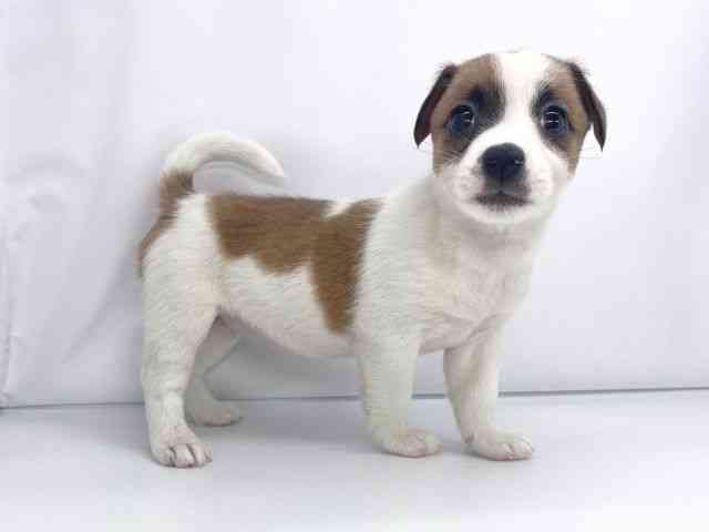 兵庫県のジャックラッセルテリア (ひごペットフレンドリーイオンタウン加古川店/2025年10月16日生まれ/女の子/ホワイトタン)の子犬の2枚目の画像