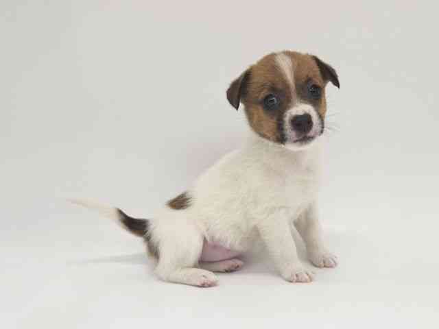 大阪府のジャックラッセルテリア (ひごペットフレンドリー泉ヶ丘店/2025年10月16日生まれ/女の子/ホワイトタン)の子犬の2枚目の画像