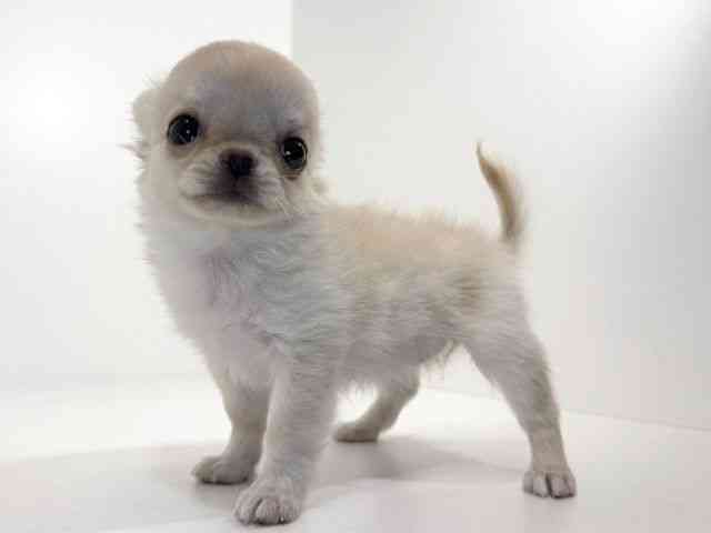 兵庫県のチワワ(ロング) (ひごペットフレンドリーイトーヨーカドー明石店/2025年10月12日生まれ/女の子/クリームゴールド)の子犬の2枚目の画像