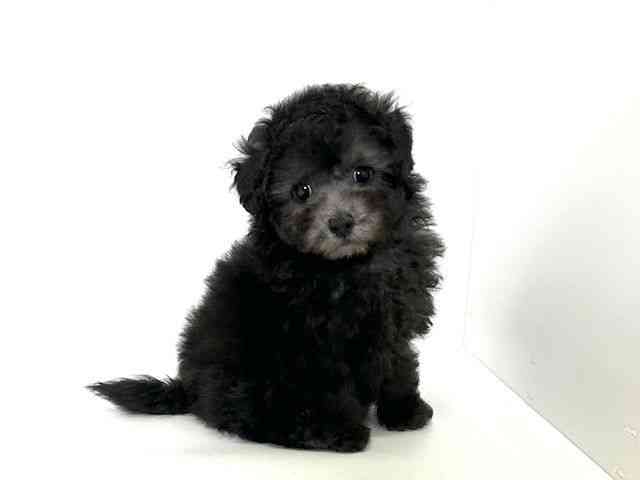 大阪府のトイプードル(トイ) (ひごペットフレンドリーアクロスプラザ住之江店/2025年10月17日生まれ/男の子/シルバー)の子犬の2枚目の画像