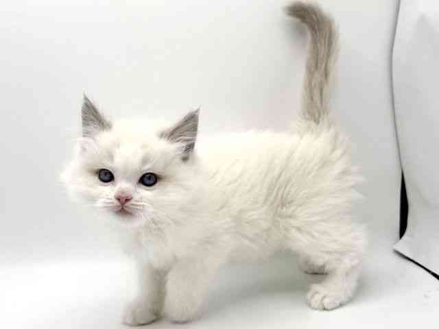 大阪府のラグドール (ひごペットフレンドリーみのおキューズモール店/2025年10月19日生まれ/男の子/ブルーポイントバイカラー)の子猫の2枚目の画像