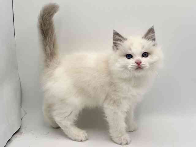 大阪府のラグドール (ひごペットフレンドリーみのおキューズモール店/2025年10月19日生まれ/男の子/ブルーポイントバイカラー)の子猫の2枚目の画像