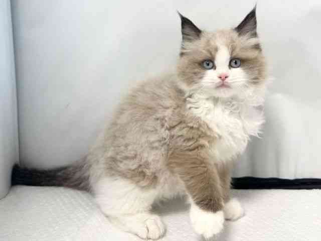 大阪府のラグドール (ひごペットフレンドリー堺プラットプラット店/2025年10月15日生まれ/男の子/シールポイントバイカラー)の子猫の2枚目の画像