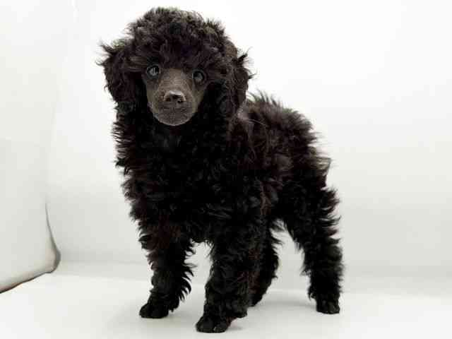 兵庫県のトイプードル(トイ) (ひごペットフレンドリーコロワ甲子園店/2025年10月19日生まれ/女の子/ブラック)の子犬の2枚目の画像