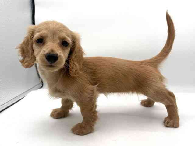 大阪府のミニチュアダックスフンド(ロング) (ひごペットフレンドリーイオンそよら海老江店/2025年10月15日生まれ/女の子/ゴールド)の子犬の2枚目の画像