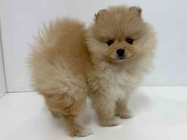 大阪府のポメラニアン (ひごペットフレンドリーベルファⅡ都島店/2025年10月18日生まれ/女の子/クリーム)の子犬の2枚目の画像