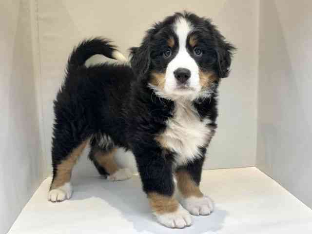 大阪府のバーニーズマウンテンドッグ (ひごペットフレンドリーセブンパーク天美店/2025年10月18日生まれ/男の子/ブラックラストホワイト)の子犬の2枚目の画像