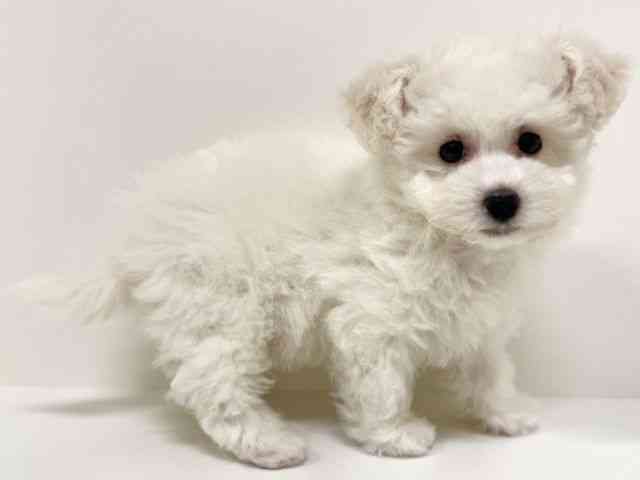 福岡県のビションフリーゼ (ひごペットフレンドリーリバーウォーク北九州店/2025年10月14日生まれ/女の子/ホワイト)の子犬の2枚目の画像