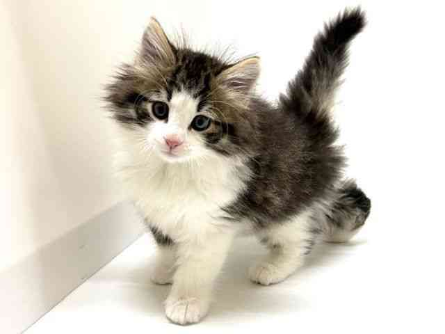 大阪府のノルウェージャンフォレストキャット (ひごペットフレンドリーアクロスプラザ住之江店/2025年10月19日生まれ/男の子/ブラウンタビーホワイト)の子猫の2枚目の画像