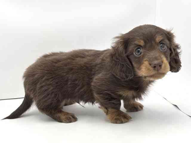 兵庫県のミニチュアダックスフンド(ロング) (ひごペットフレンドリークラウンパーク伊丹店/2025年10月18日生まれ/男の子/チョコレートタン)の子犬の2枚目の画像