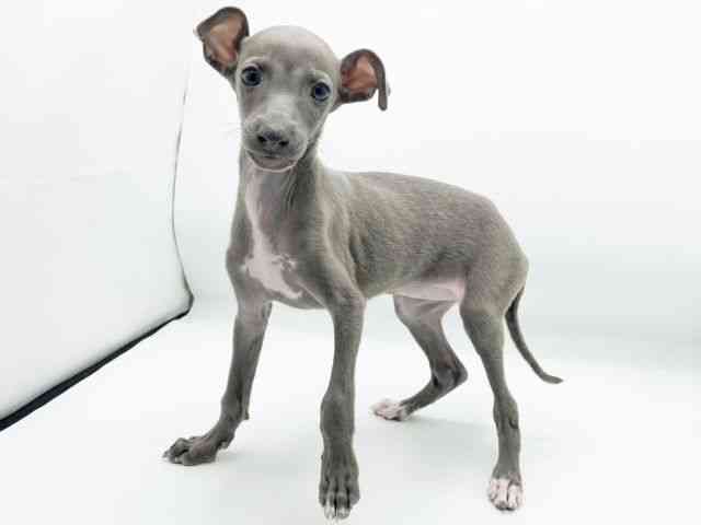 兵庫県のイタリアングレーハウンド (ひごペットフレンドリーコロワ甲子園店/2025年10月16日生まれ/女の子/ブルー)の子犬の2枚目の画像