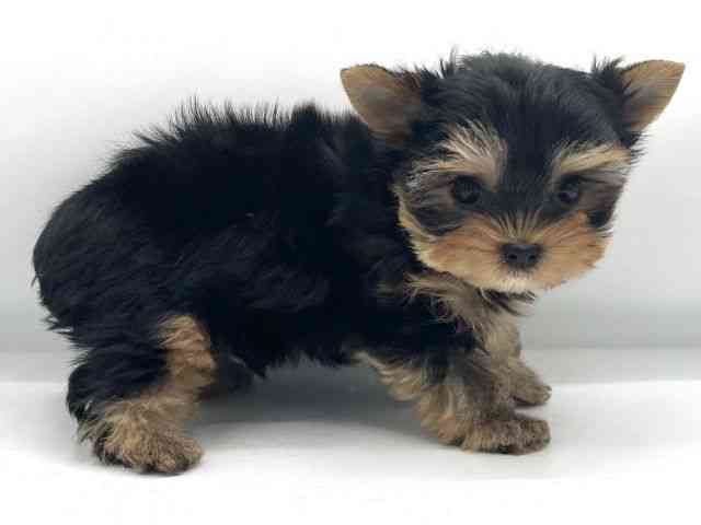 大阪府のヨークシャーテリア (ひごペットフレンドリーららぽーとEXPOCITY店/2025年10月16日生まれ/男の子/スチールブルータン)の子犬の2枚目の画像